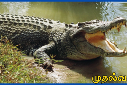 முதலைக் கொன்று இறைச்சி வைத்திருந்த குற்றம் – நான்கு பேருக்கு ரூ.3.2 இலட்சம் அபராதம்