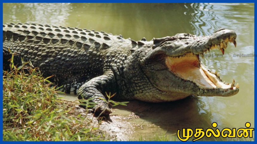 முதலைக் கொன்று இறைச்சி வைத்திருந்த குற்றம் – நான்கு பேருக்கு ரூ.3.2 இலட்சம் அபராதம்