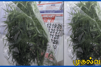 வவுனியா மடுக்கந்தபகுதியில் கஞ்சா செடி பயிரிட்டவர் கைது – போதைத்தடுப்பு பிரிவு நடவடிக்கை