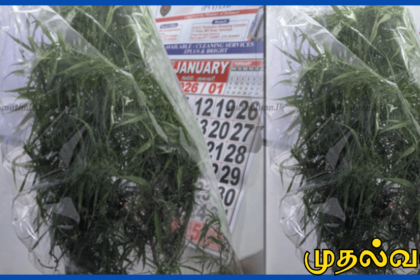 வவுனியா மடுக்கந்தபகுதியில் கஞ்சா செடி பயிரிட்டவர் கைது – போதைத்தடுப்பு பிரிவு நடவடிக்கை