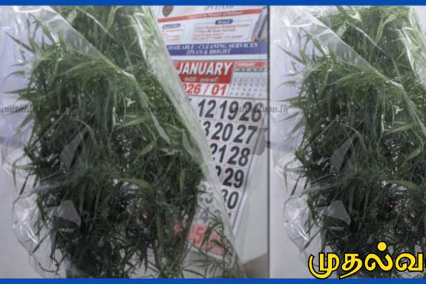 வவுனியா மடுக்கந்தபகுதியில் கஞ்சா செடி பயிரிட்டவர் கைது – போதைத்தடுப்பு பிரிவு நடவடிக்கை