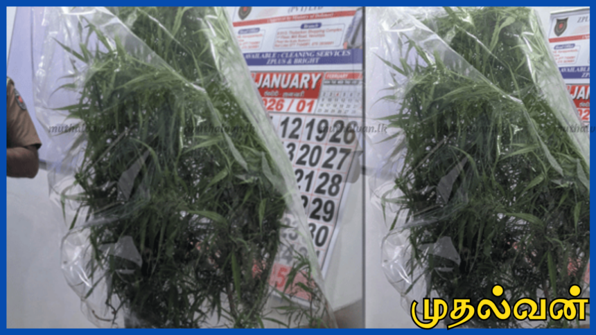 வவுனியா மடுக்கந்தபகுதியில் கஞ்சா செடி பயிரிட்டவர் கைது – போதைத்தடுப்பு பிரிவு நடவடிக்கை