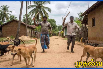 கல்முனையில் இறைச்சிக்காக நாய்கள் கொலை – பொலிஸார் விசாரணை