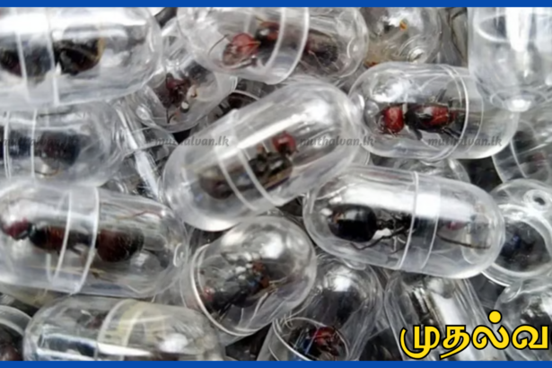 கென்யாவில் அரிய எறும்புகள் கடத்தல்: ஆயிரக்கணக்கான உயிருடன் பிடிப்பு