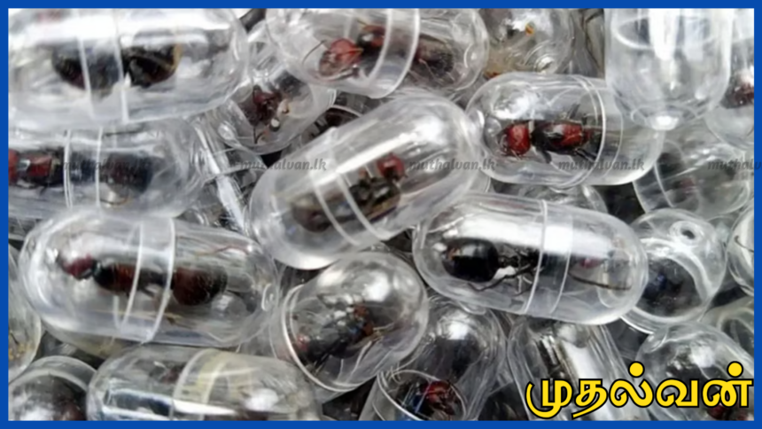 கென்யாவில் அரிய எறும்புகள் கடத்தல்: ஆயிரக்கணக்கான உயிருடன் பிடிப்பு