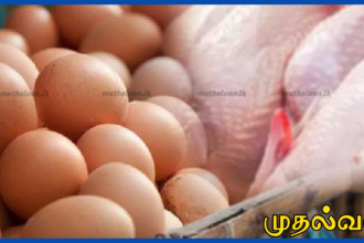 கோழி இறைச்சி பற்றாக்குறை இல்லை – பண்டிகைக்கு முழு விநியோகம்