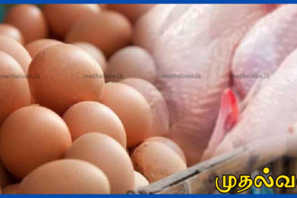 கோழி இறைச்சி பற்றாக்குறை இல்லை – பண்டிகைக்கு முழு விநியோகம்