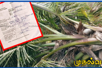 கிளிநொச்சியில் மனைவி விவாகரத்து கோரியதால் கோபம் கொண்டு கணவன் தென்னை மரங்கள் வெட்டி சேதம்
