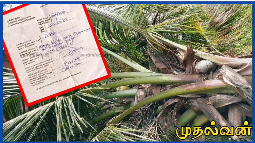 கிளிநொச்சியில் மனைவி விவாகரத்து கோரியதால் கோபம் கொண்டு கணவன் தென்னை மரங்கள் வெட்டி சேதம்