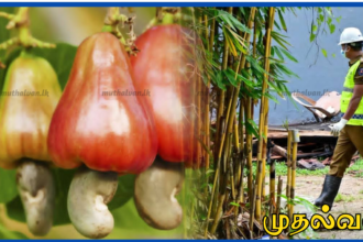 பசியால் முந்திரி பழம் பறித்தவர் சுட்டுக்கொலை; 8 பேர் கைது