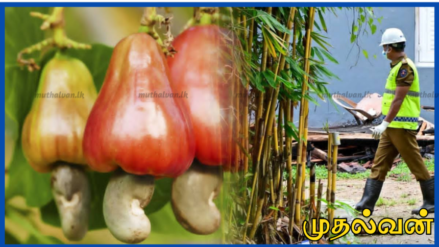 பசியால் முந்திரி பழம் பறித்தவர் சுட்டுக்கொலை; 8 பேர் கைது
